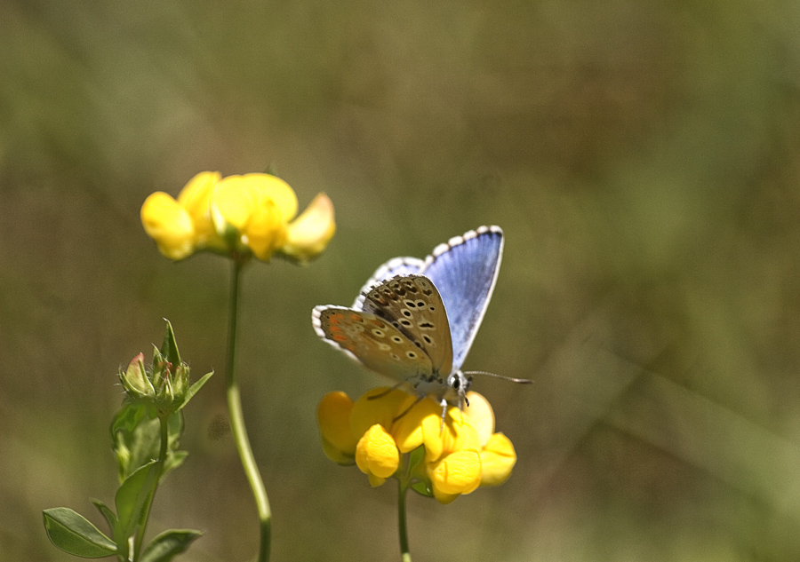 Identificazione  Polyommatus